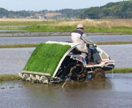 15902153648581200pxRiceplantingmachinekatoricityjapan